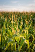 Snijmaïs gezocht op stam, Zakelijke goederen, Landbouw | Veevoer, Ophalen of Verzenden