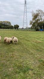 2 rammen en 3 ooien te koop, Dieren en Toebehoren