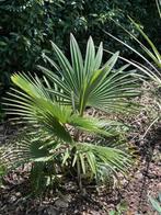 Trachycarpus princeps x wagnerianus., Tuin en Terras, Planten | Bomen, In pot, Halfschaduw, Ophalen of Verzenden, Minder dan 100 cm