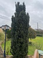 Taxus boom, Tuin en Terras, Planten | Bomen, Ophalen