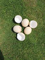 Struisvogel eieren