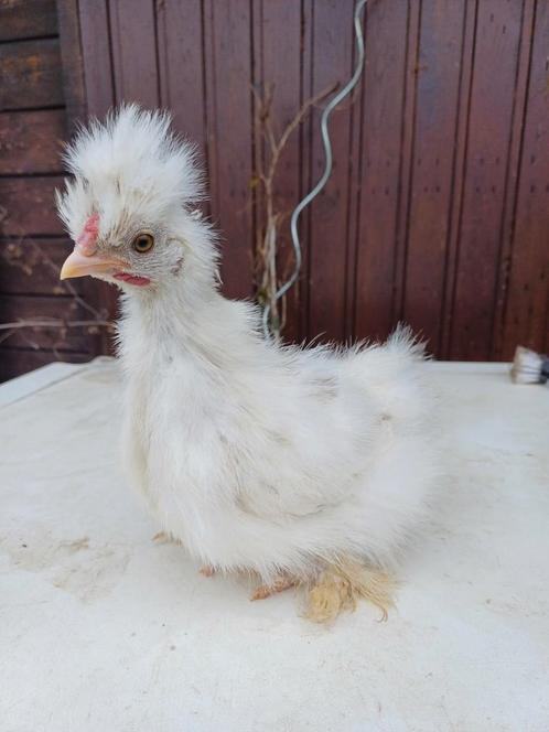 USA zijdehoender | Haan choco mottled, Dieren en Toebehoren, Pluimvee, Kip, Mannelijk