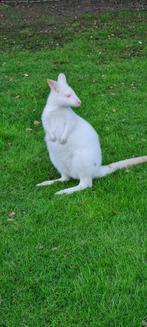 wallabie kangoeroe, Dieren en Toebehoren, Mannelijk