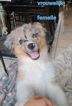 Tri en tri-bleu merle Australische herder pups op boerderij, Dieren en Toebehoren, België, CDV (hondenziekte), 8 tot 15 weken