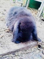 Duitse hangoor konijnen, Oreilles tombantes