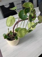 Pannenkoekenplant met pot en stekjes, Huis en Inrichting, Kamerplanten, Ophalen