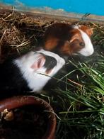 Jonge cavias, Dieren en Toebehoren, Knaagdieren