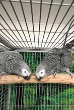 Grijze papegaaienkoppel uit Gabon + grote kooi Montana, Dieren en Toebehoren, Meerdere dieren, Papegaai, Pratend