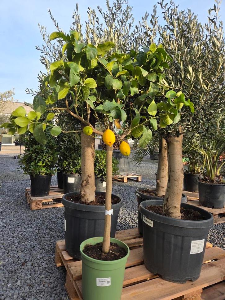 Citrus citroen - 4 seizoenen, Jardin & Terrasse, Plantes | Arbres, Enlèvement