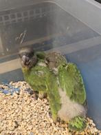 Tamme baby Senegal Papegaaien - Bont boertje - You You, Dieren en Toebehoren, Vogels | Parkieten en Papegaaien, Papegaai, Geringd