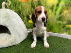 Chiots Beagle, Animaux & Accessoires, Chiens | Beagles, Bassets & Chiens courants, Beagle, Parvovirose, Plusieurs, Belgique