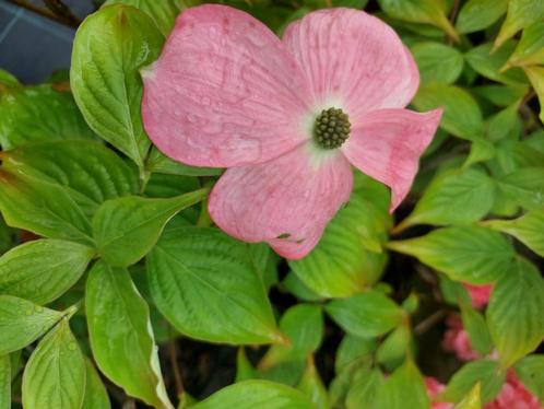 Cornus causa Voie Lactée, Cappuccino, Satomi, Jardin & Terrasse, Plantes | Jardin, Plante fixe, Autres espèces, Mi-ombre, Printemps