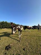 Paint hengst veulen te koop, Dieren en Toebehoren, Paarden, Hengst, Gechipt, 0 tot 2 jaar