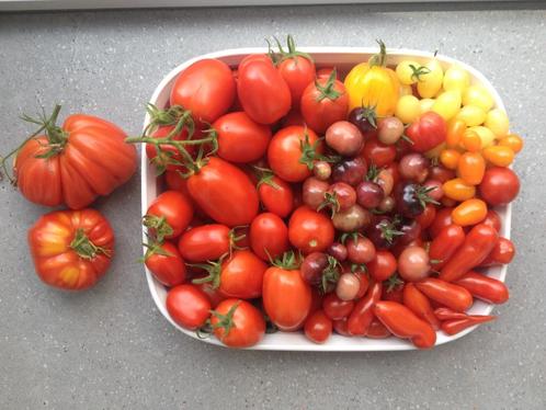 zadenlijst tomaten 2025, Tuin en Terras, Bloembollen en Zaden, Zaad, Voorjaar, Verzenden