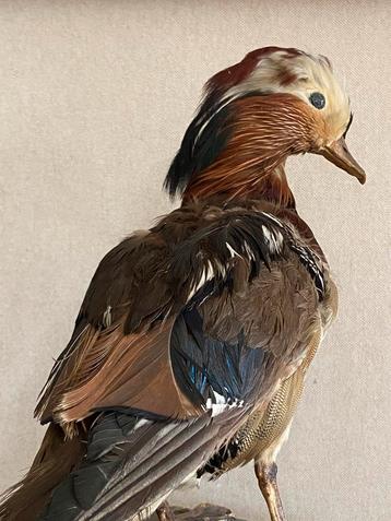 Taxidermie opgezette eend mandarijneend rariteitenkabinet, Verzamelen, Ophalen of Verzenden