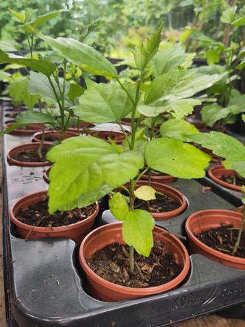 Hibiscus Syriacus beschikbaar voor biedingen