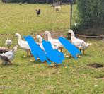 Jonge ganzen, Dieren en Toebehoren