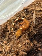 Correlophus sarasinorum, Dieren en Toebehoren, Hagedis, Tam, 0 tot 2 jaar