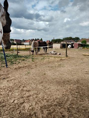 Plaats op Paddock paradise beschikbaar voor biedingen