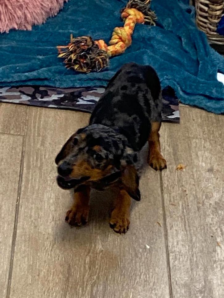 Kortharige dwerg teckel pups, Dieren en Toebehoren, Honden | Teckels en Dashonden, Reu, Korthaar, Dwerg, Fokker | Professioneel