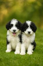 Knappe Aussiedoodle pups (aussie x poedel), België, CDV (hondenziekte), 8 tot 15 weken, Meerdere