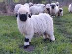 Walliser Schwarznase schapen, Animaux & Accessoires, Moutons, Chèvres & Cochons, Mouton, Mâle, 0 à 2 ans