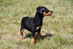 Dwergpinscher pup te koop (reutje), Dieren en Toebehoren, Honden | Bulldogs, Pinschers en Molossers, België, CDV (hondenziekte)