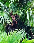 trachycarpus takil,palm,palmboom,trachycarpus fortunei, Tuin en Terras, Ophalen