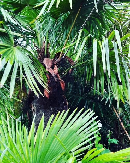 trachycarpus takil,palm,palmboom,trachycarpus fortunei, Tuin en Terras, Overige Tuin en Terras, Ophalen