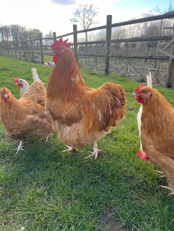 Orpington buff hen beschikbaar voor biedingen