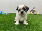 Nestje Shih Tzu pups, België, Overige rassen, CDV (hondenziekte), 8 tot 15 weken