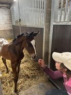 Bijzondere merrieveulen!, Dieren en Toebehoren, Paarden, Merrie, Springpaard, Gechipt, 0 tot 2 jaar