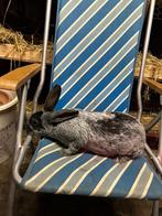 Belgische zilver konijn te koop, Dieren en Toebehoren, Vermiste en Gevonden Dieren, Konijn of Knaagdier