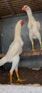 Jonge Shamo-hanen en -hennen van topkwaliteit., Dieren en Toebehoren, Pluimvee