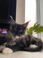Maine Coon kittens beschikbaar, Animaux & Accessoires, Chats & Chatons | Chats de race | Poil long, Vermifugé, Plusieurs animaux