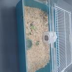 Hamster avec cage, Dieren en Toebehoren, Knaagdieren, Hamster