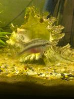 Kersenbuik mannetje, Dieren en Toebehoren, Vissen | Aquariumvissen, Vis, Zoetwatervis