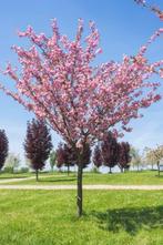 Japanse sierkers Kanzan - hoogstam, Tuin en Terras, Lente, 100 tot 250 cm, Volle zon, In pot