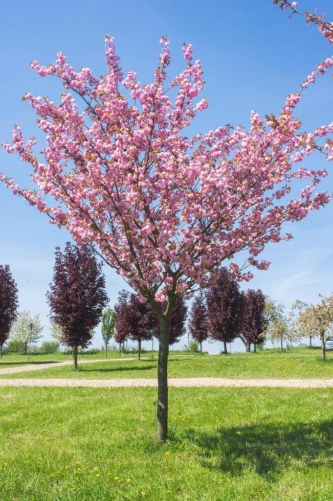 Japanse sierkers Kanzan - hoogstam, Tuin en Terras, Planten | Bomen, Overige soorten, 100 tot 250 cm, Volle zon, Lente, In pot