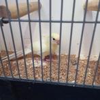 Kakariki, Vrouwelijk, Parkiet, Geringd