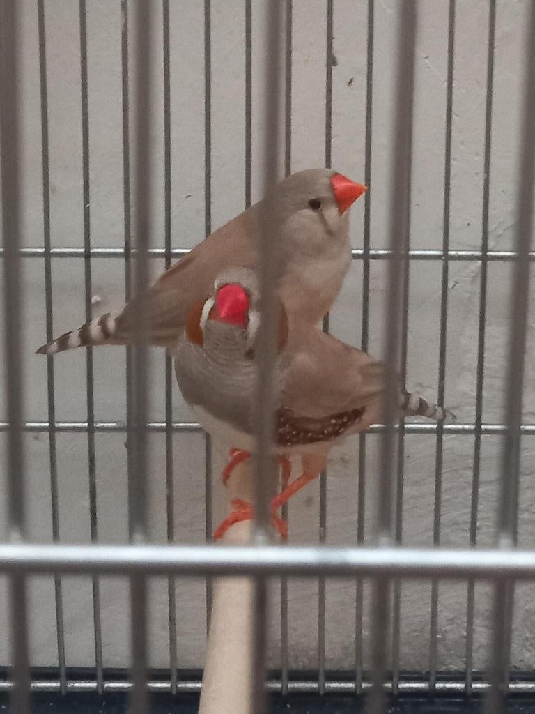 Koppel zebravinken, Dieren en Toebehoren, Vogels | Parkieten en Papegaaien