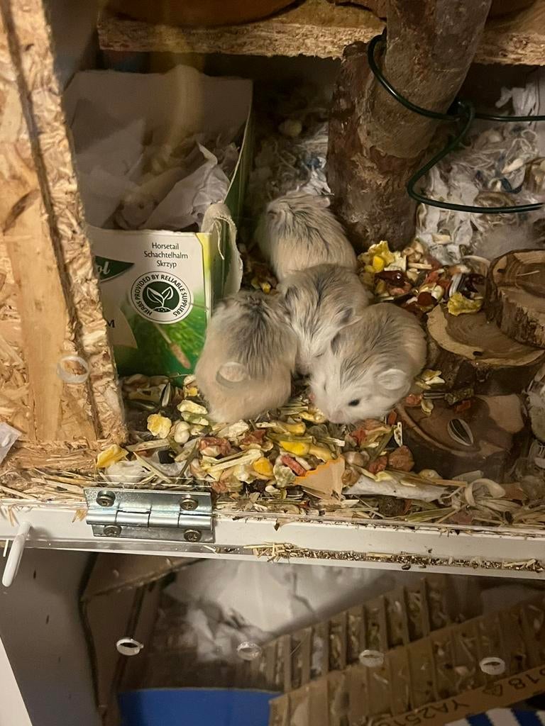 Gratis dwerghamstertjes, Animaux & Accessoires, Rongeurs, Mars, Plusieurs animaux, Hamster