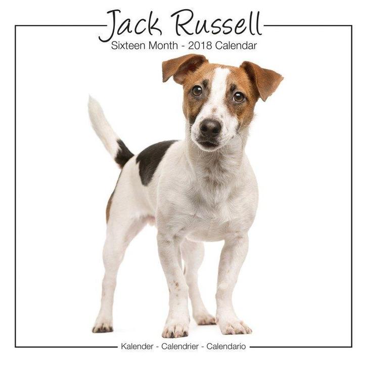 Jack Russell kalender 2018, Diversen, Kalenders, Nieuw, Jaarkalender, Ophalen of Verzenden