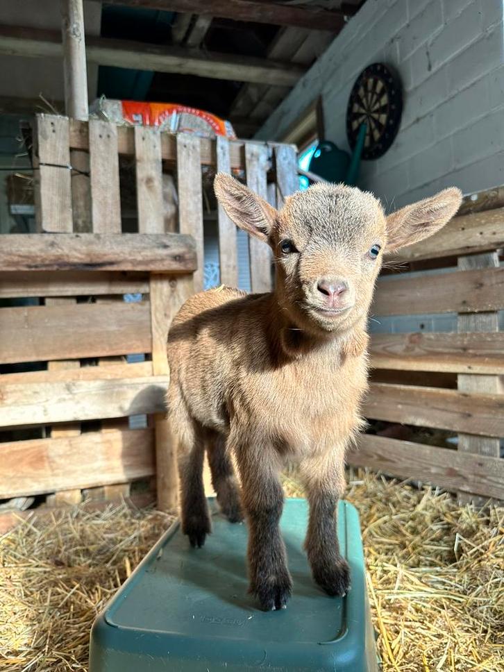 Dwerggeit bokje, Dieren en Toebehoren, Schapen, Geiten en Varkens