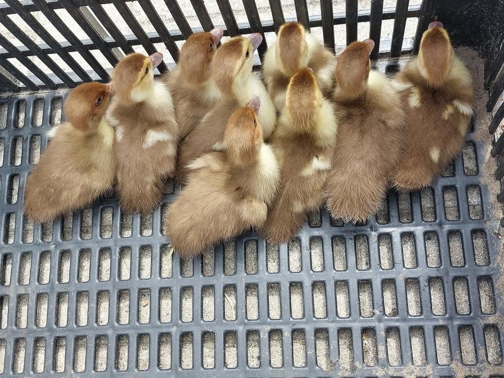 Kleurzuivere barberie/ muskus eenden