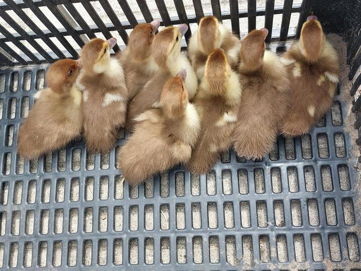 VERWACHT eind april kleurzuivere barberie/ muskus eenden, Animaux & Accessoires, Volatiles