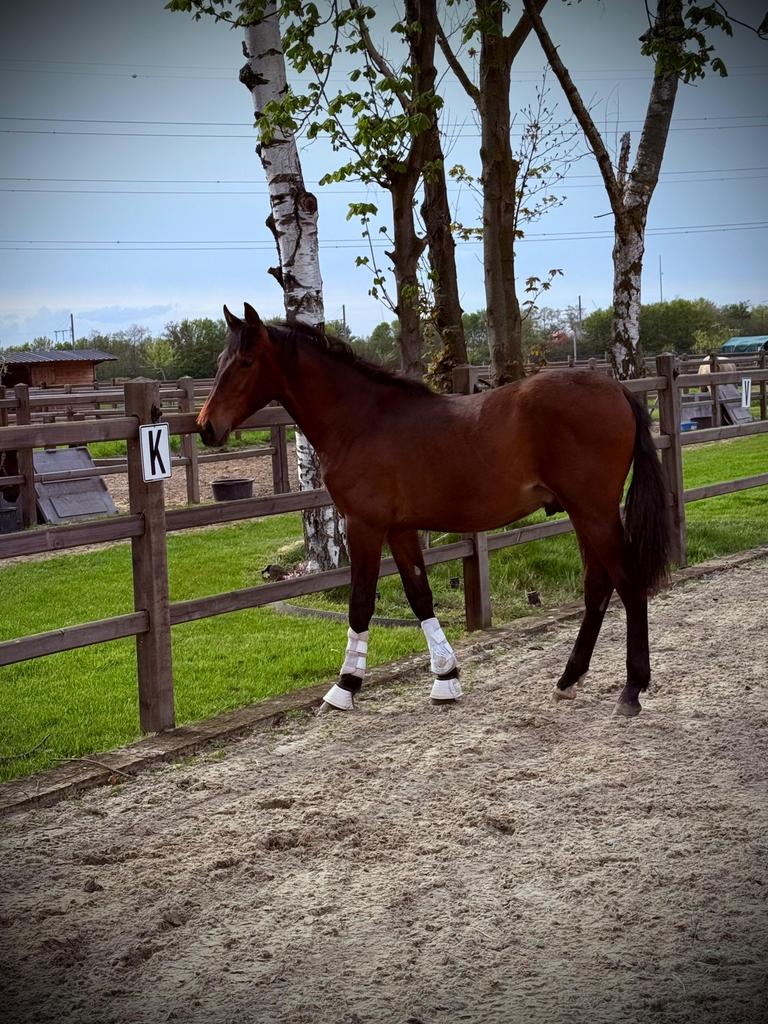 Super knappe PRE jaarling hengst, Dieren en Toebehoren, Paarden, Minder dan 160 cm, Met stamboom, Niet van toepassing, Dressuurpaard