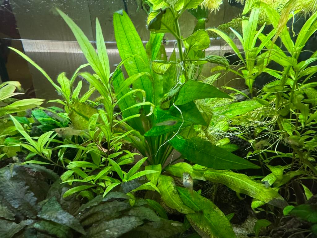 Baby Endler guppys, Dieren en Toebehoren, Vissen | Aquariumvissen