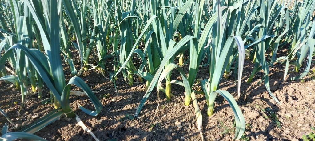 Poireau non traités, Enlèvement