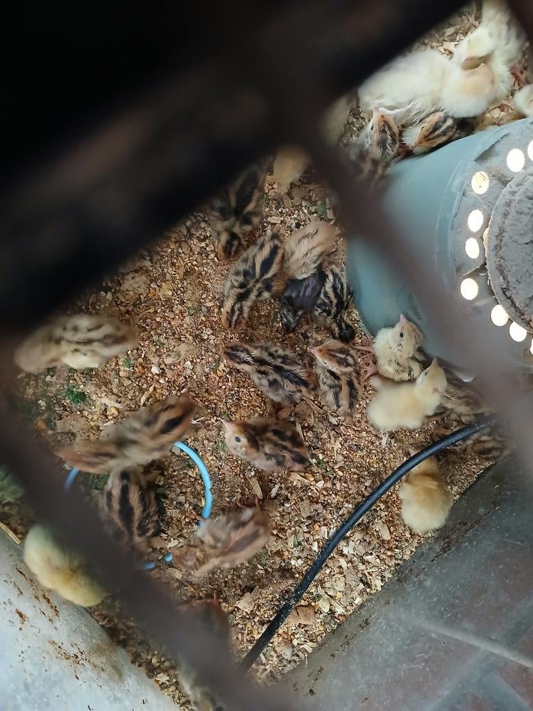 Japanse vlees kwartels  2 dagen oud